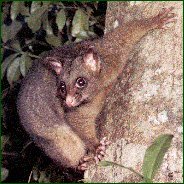 Australian BrushTail Possum